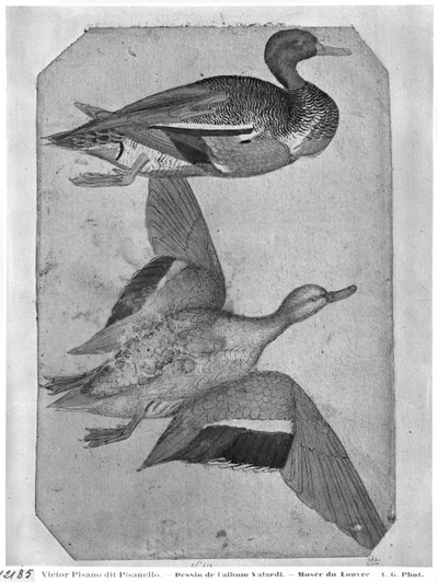 Enten, aus dem Vallardi-Album von Antonio Pisanello